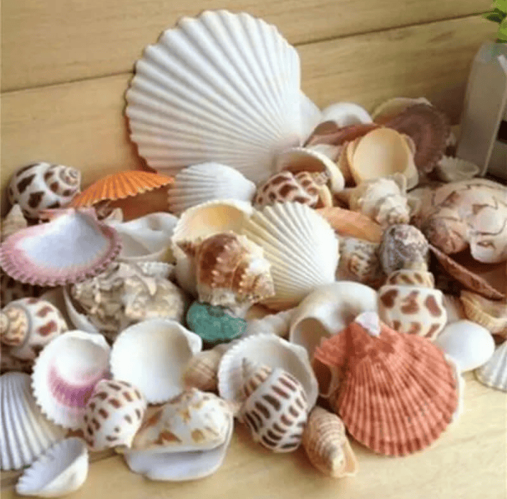Sea Shells, Aquarium Decoration, Beach Shells